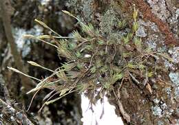 Image of Tillandsia tricholepis Baker