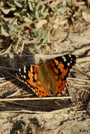 Image of Vanessa cardui