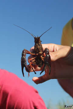 Image of Procambarus clarkii