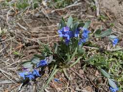 Image of Rocky Mountain bluebells