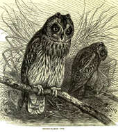 Image de Hibou des marais