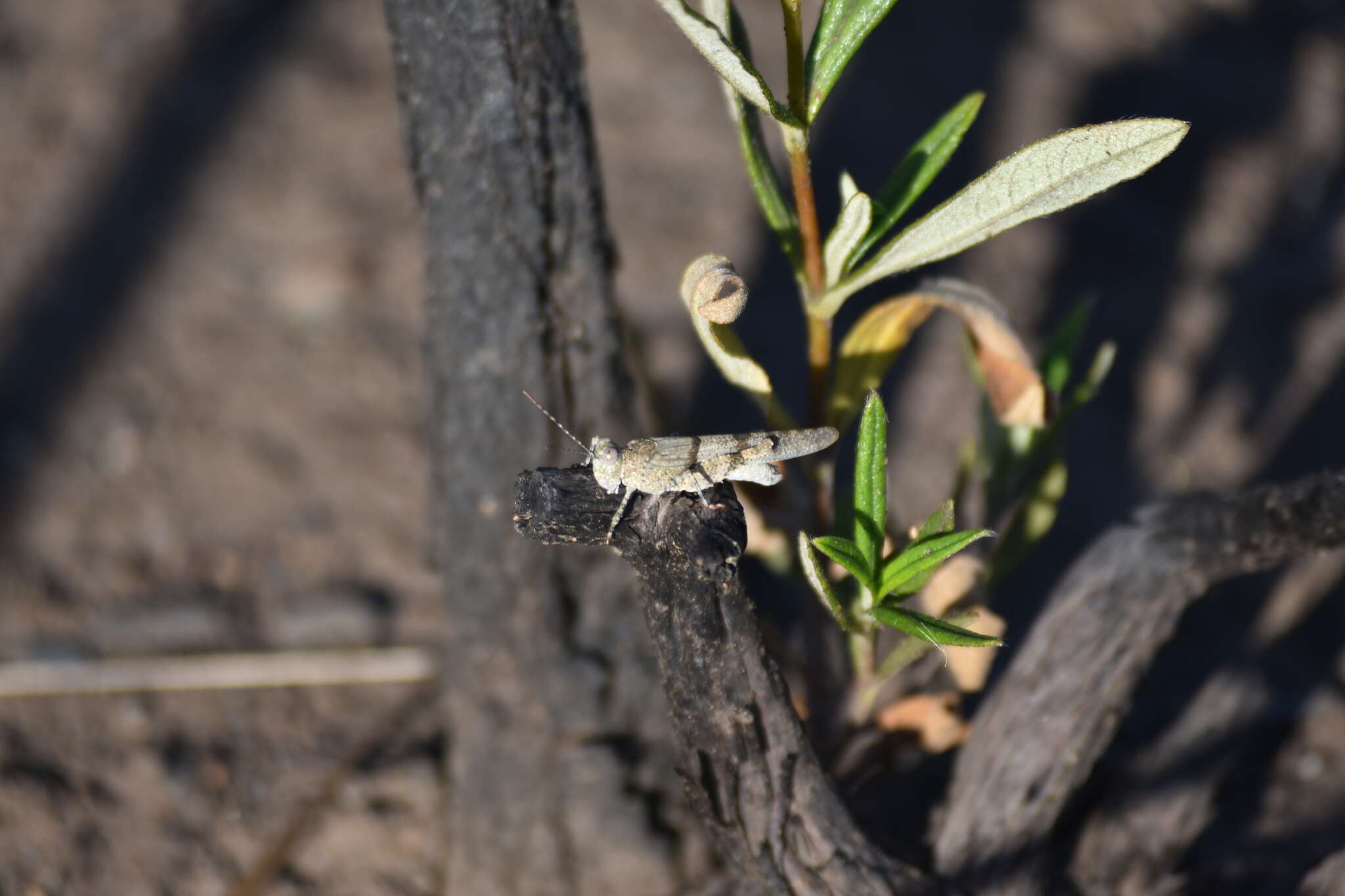 Image de Sphingonotus (Sphingonotus) lluciapomaresi (Defaut 2005)