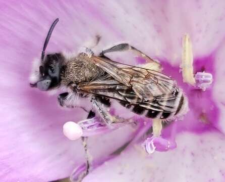 Imagem de Hesperapis regularis (Cresson 1878)