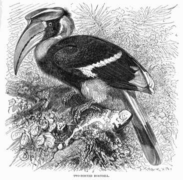 Image of Great Indian Hornbill