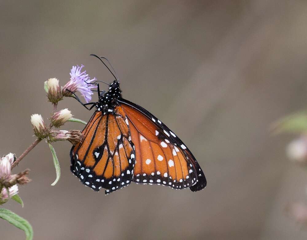 Image of <i>Danaus <i>gilippus</i></i> gilippus