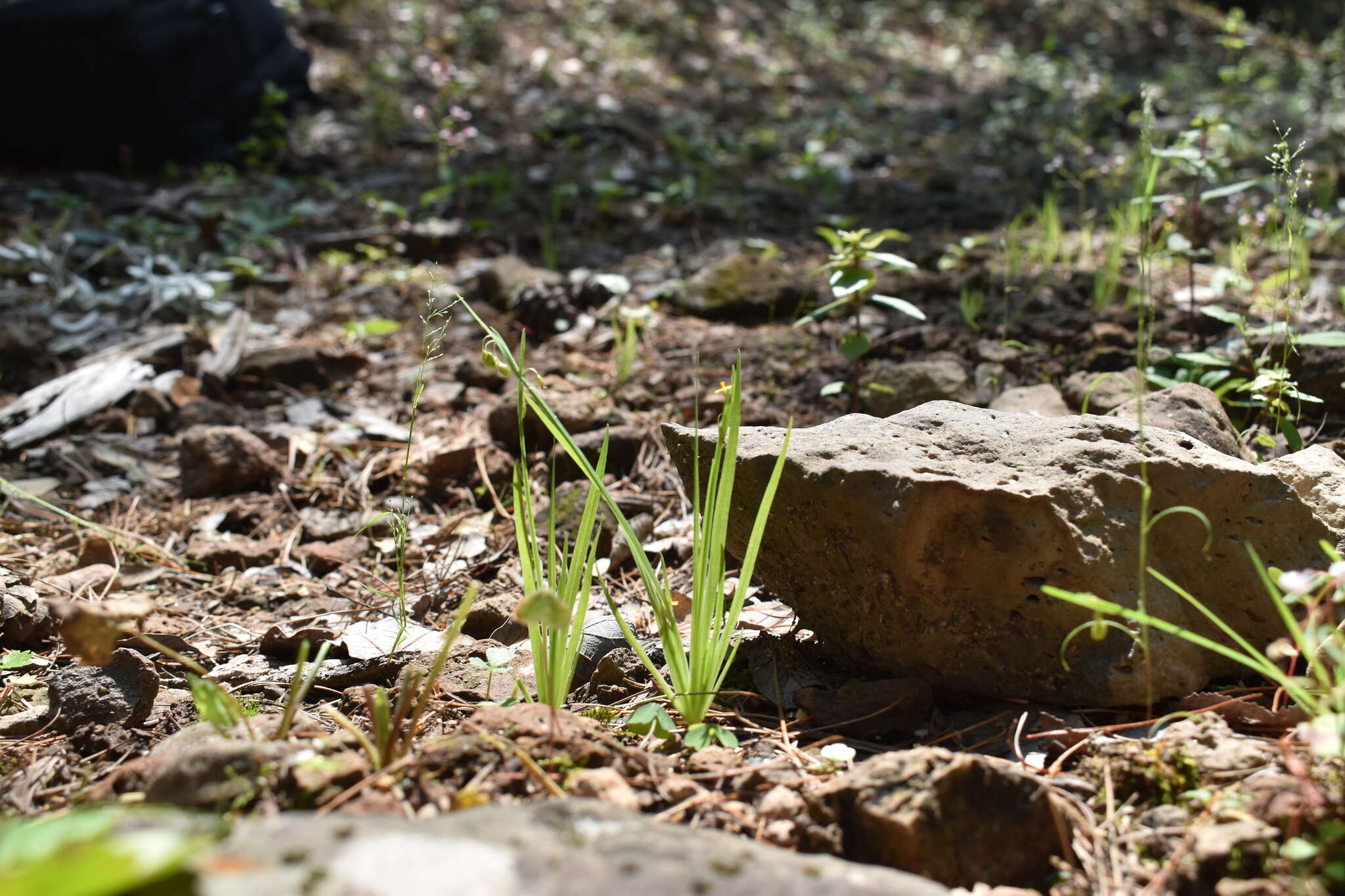 Image of Nodding Blue-Eyed-Grass