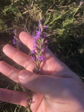 Слика од Liatris microcephala (Small) Schumann