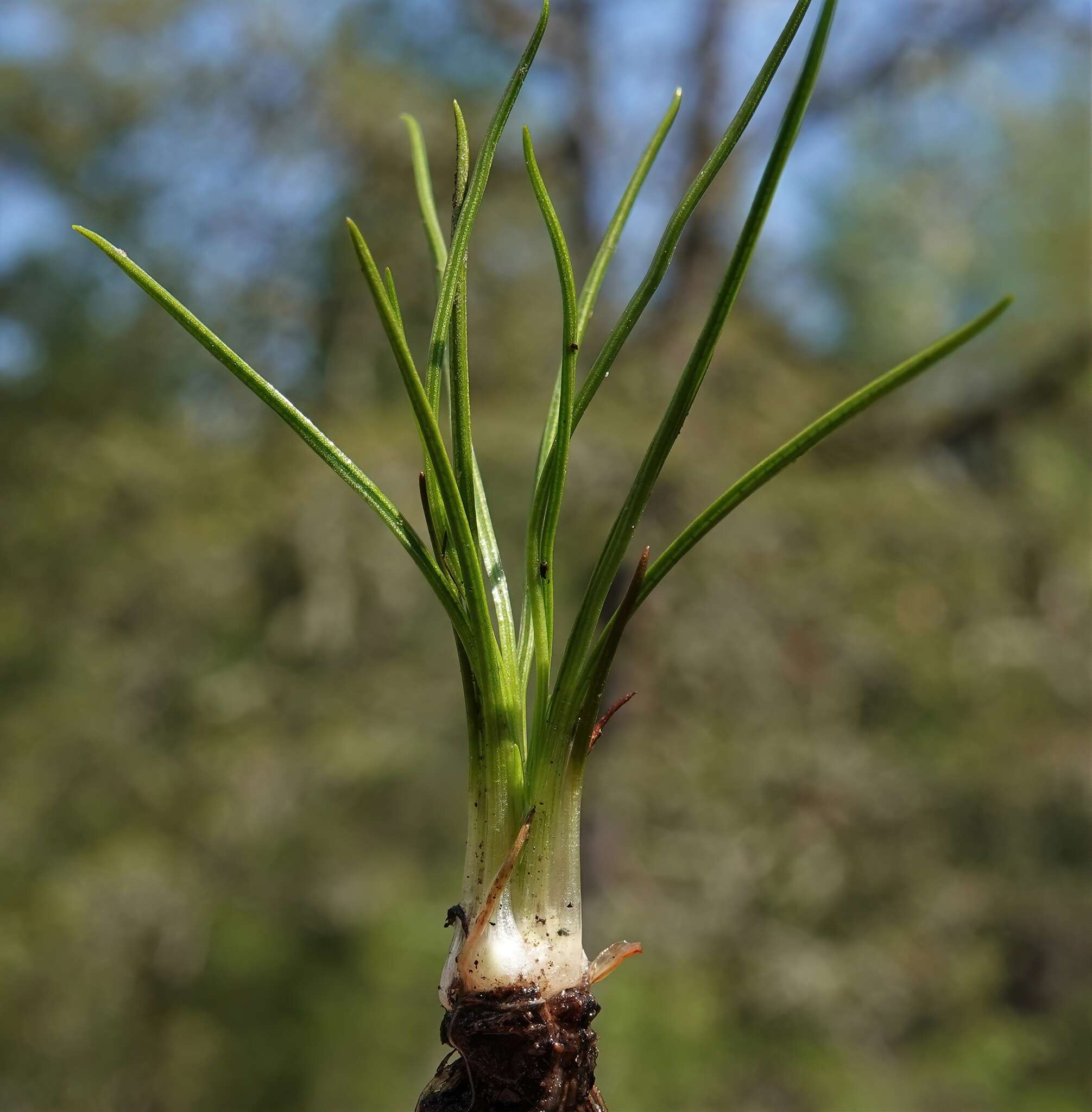 Image of Nuttall's Quillwort
