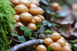 Imagem de Kuehneromyces mutabilis (Schaeff.) Singer & A. H. Sm. 1946