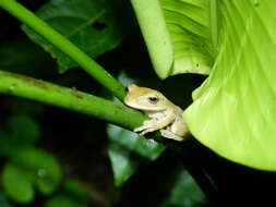Image of Cross-banded Treefrog