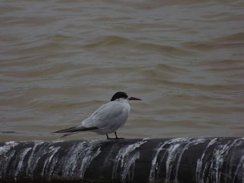 Image of South American Tern