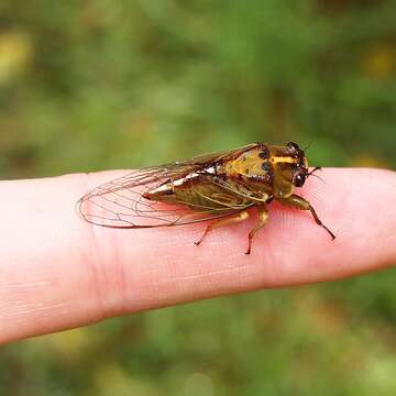 Image of Murihiku cicada