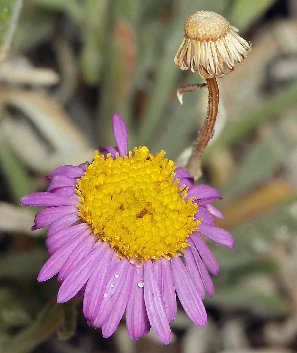 Image of Clokey's fleabane