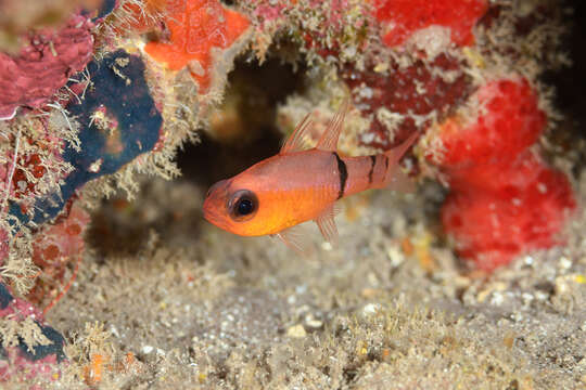 Image of Belted Cardinalfish