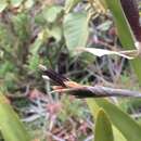 Image of Myoxanthus serripetalus (Kraenzl.) Luer