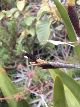 Imagem de Myoxanthus serripetalus (Kraenzl.) Luer