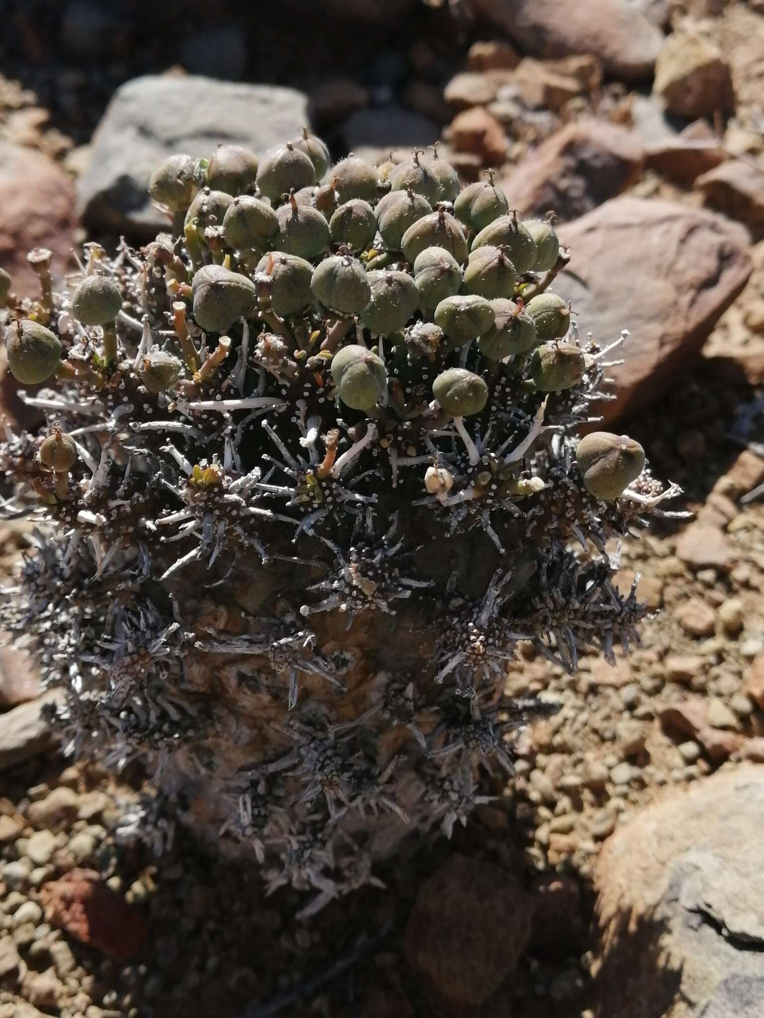 Image de Euphorbia decepta N. E. Br.