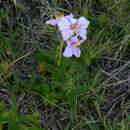 Image of Pleroma gracile (Bonpl.) A. Gray