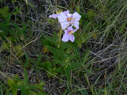 Image de Pleroma gracile (Bonpl.) A. Gray