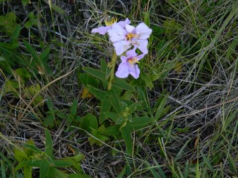 Plancia ëd Pleroma gracile (Bonpl.) A. Gray