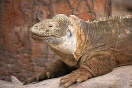 Image de Iguane terrestre de l'île Santa Fe