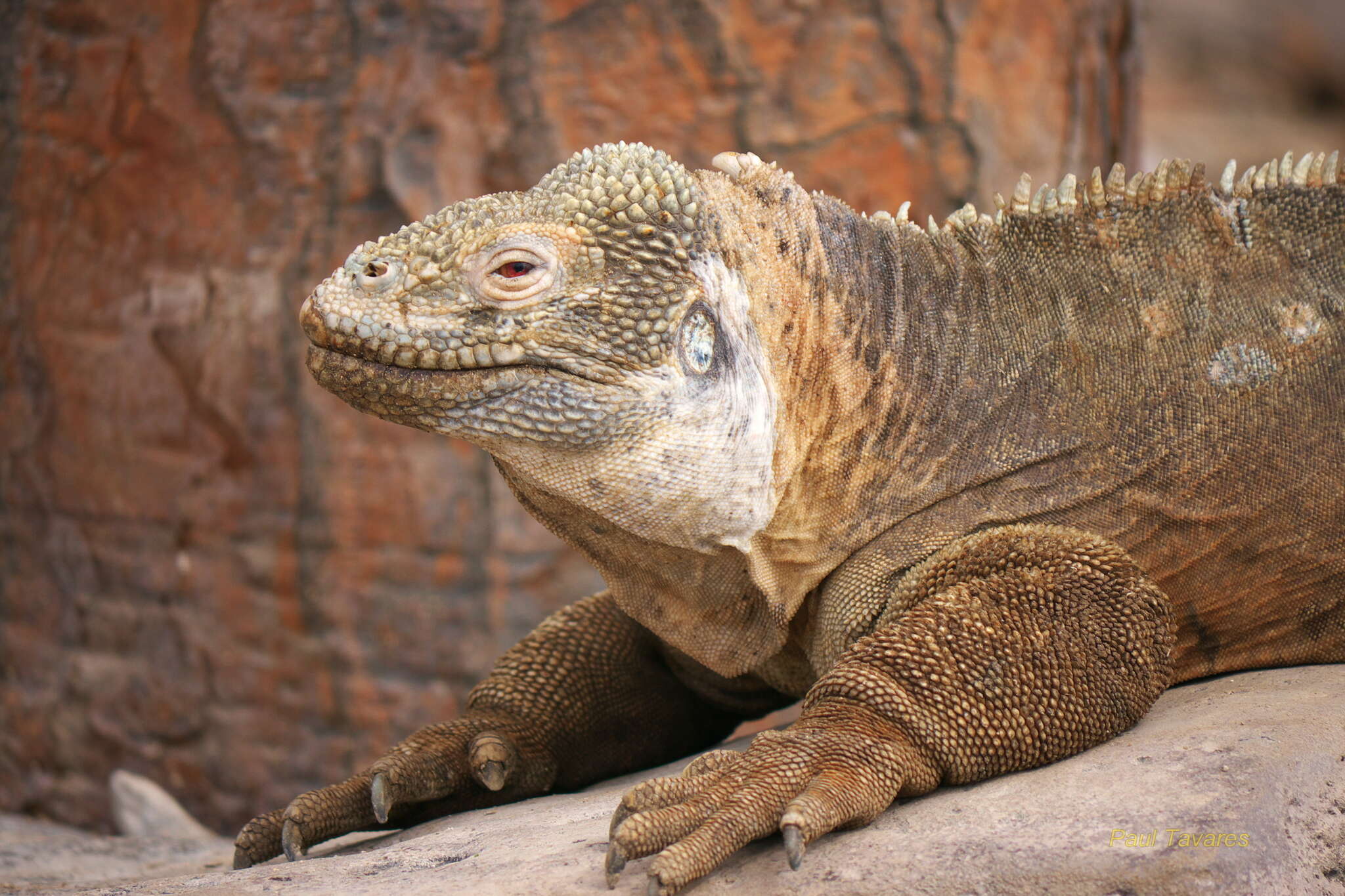 Image of Santa Fe Land Iguana