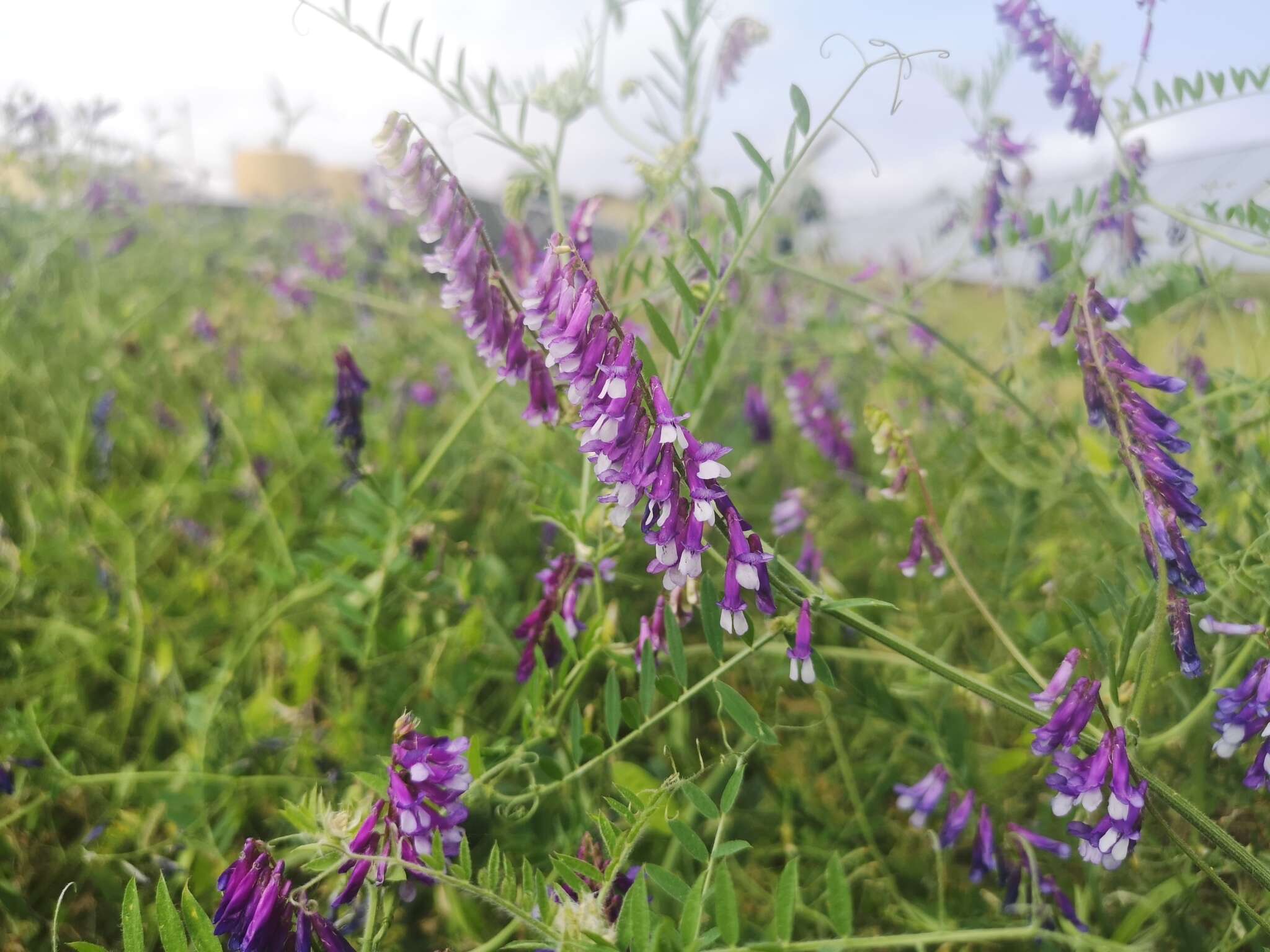 Image of winter vetch