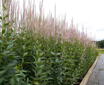 Image of Culver's root