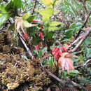 Image de Themistoclesia epiphytica A. C. Sm.