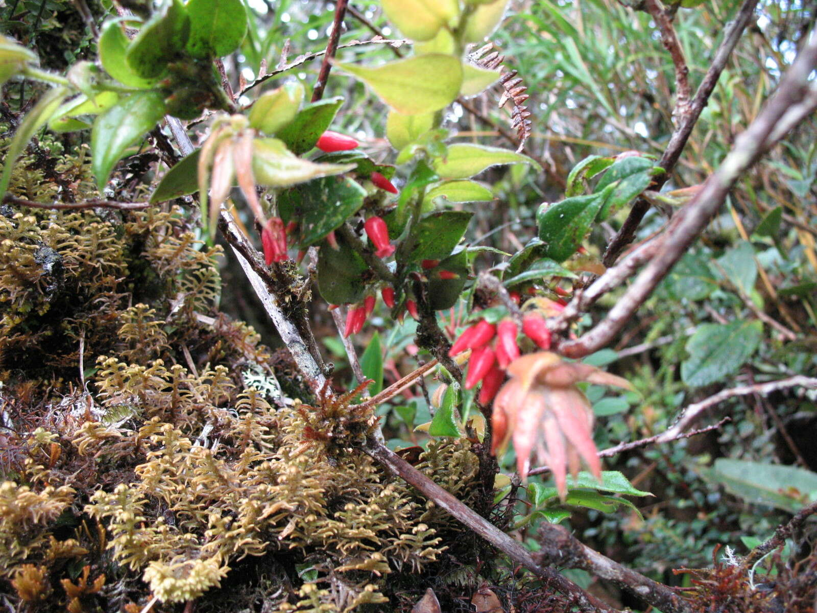 Image of Themistoclesia epiphytica A. C. Sm.