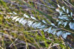 Image of Epacris obtusifolia Sm.