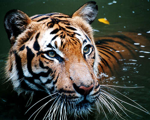 Image of Panthera tigris jacksoni