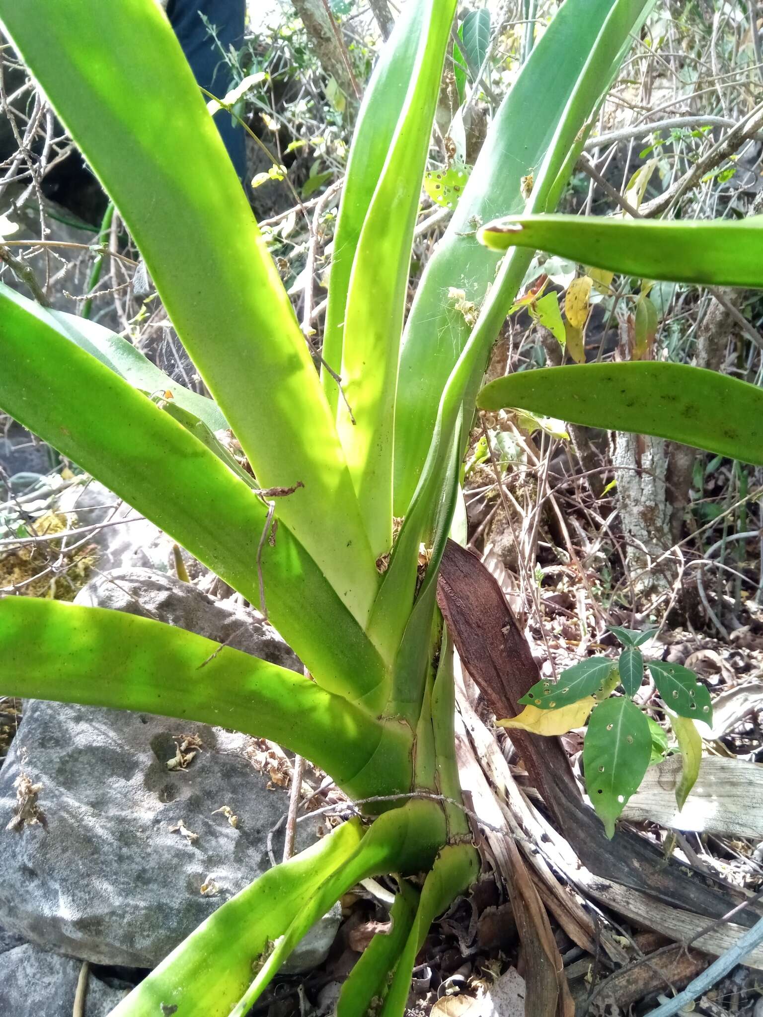 Image of Angraecum longicalcar (Bosser) Senghas