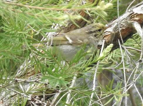 Image of Yellow-browed Warbler