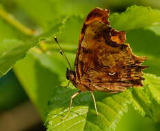 Image of Comma