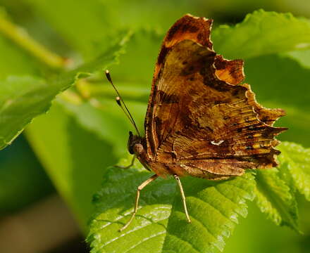 Image of Comma