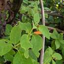 Imagem de Kohleria tubiflora (Cav.) Hanst.