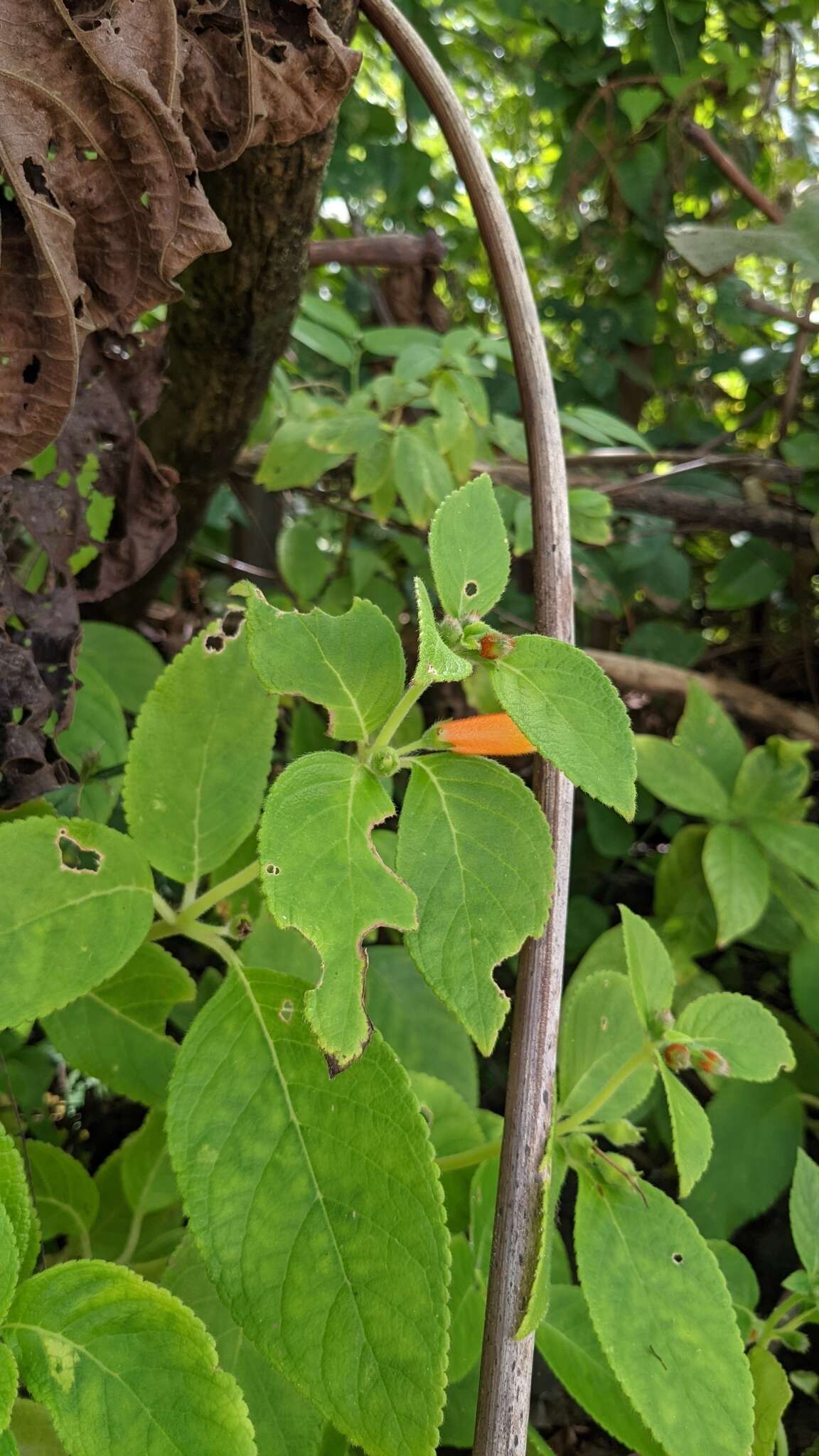 Image of Kohleria tubiflora (Cav.) Hanst.