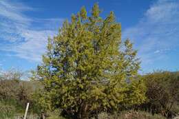 Imagem de Salix humboldtiana Willd.