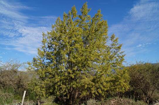 Image of Humboldt's willow