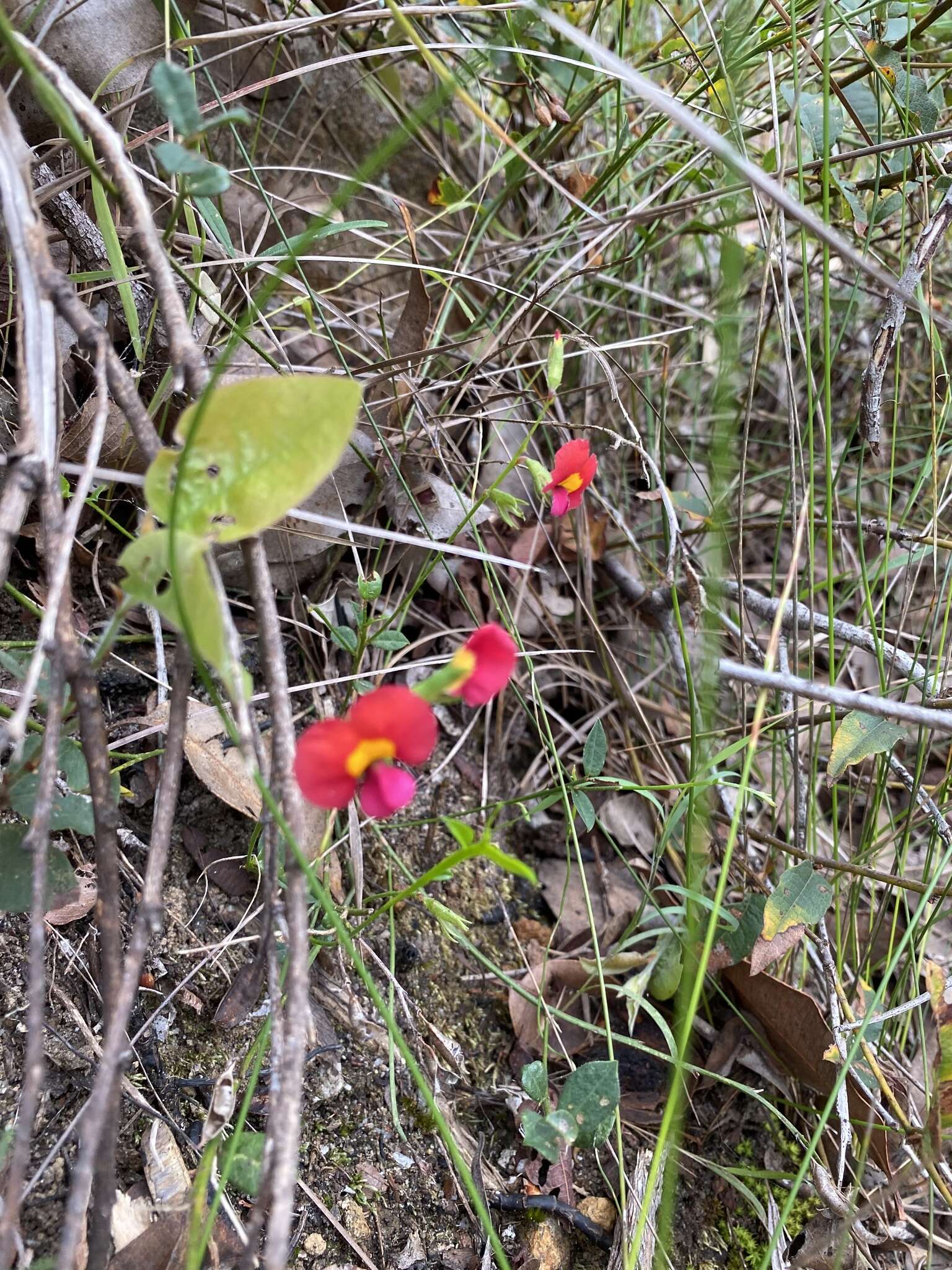 Image of Chorizema rhombeum R. Br.