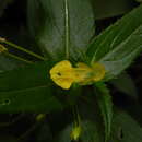 Imagem de Impatiens dalzellii Hook. fil. & Thoms.