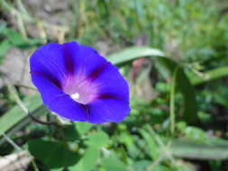 Image of tall morning-glory