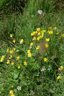 Image of Ranunculus villarsii DC.