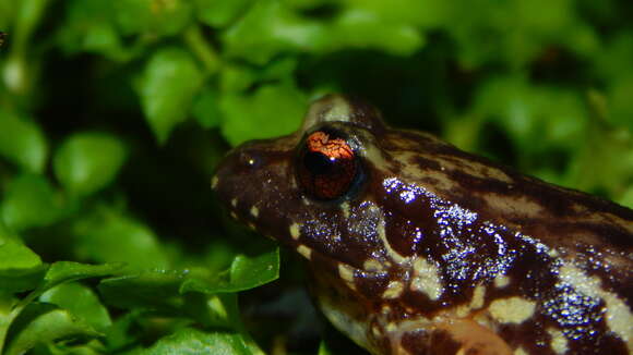 صورة Eupsophus contulmoensis Ortiz, Ibarra-Vidal & Formas 1989