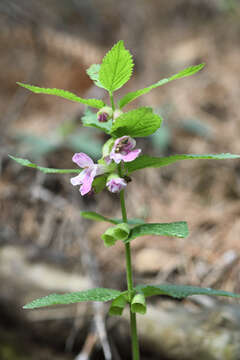 Plancia ëd Melittis melissophyllum subsp. melissophyllum