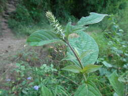 Image of Chaff-flower