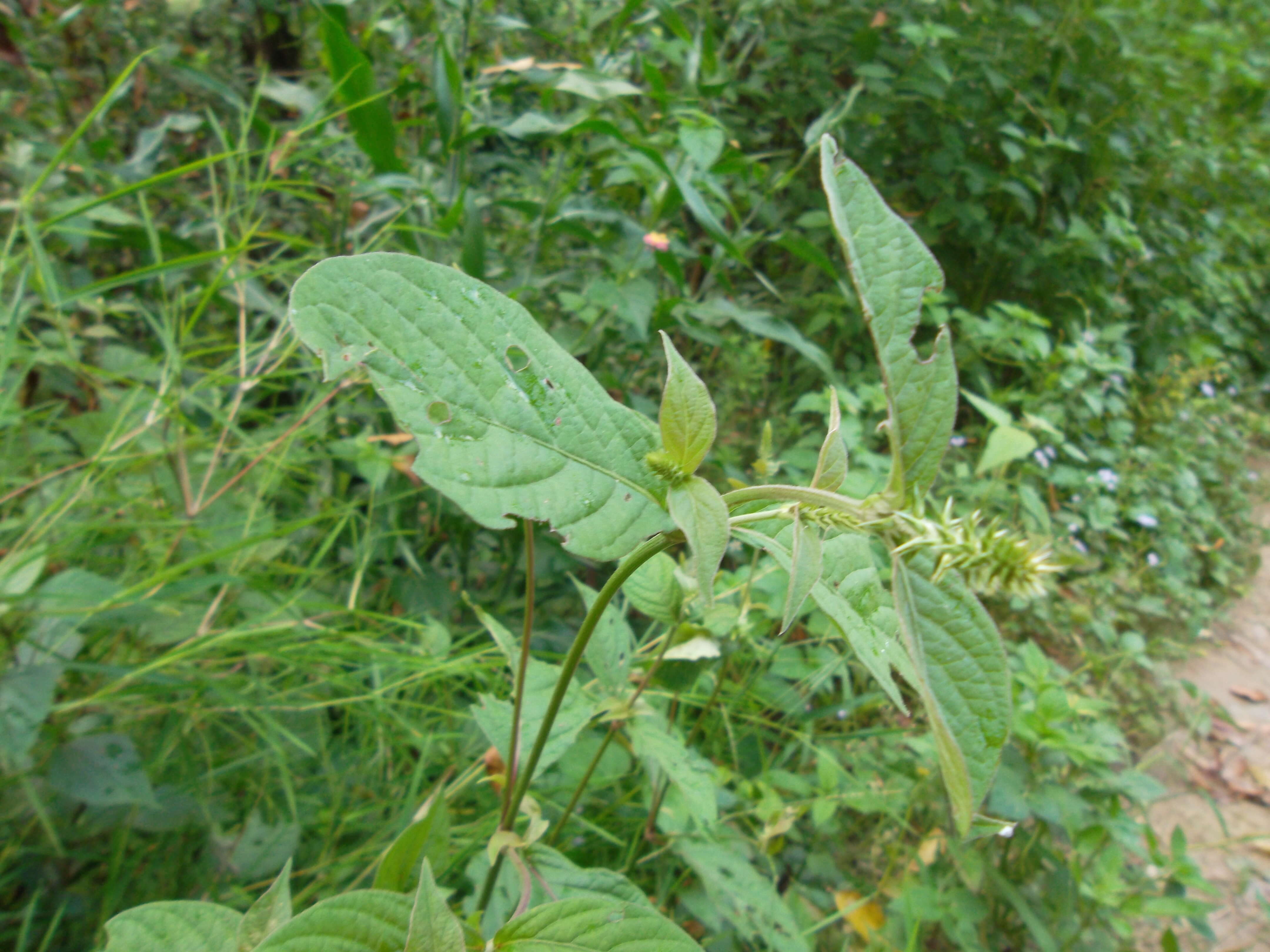 Image of Chaff-flower