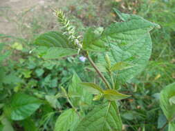 Image of Chaff-flower