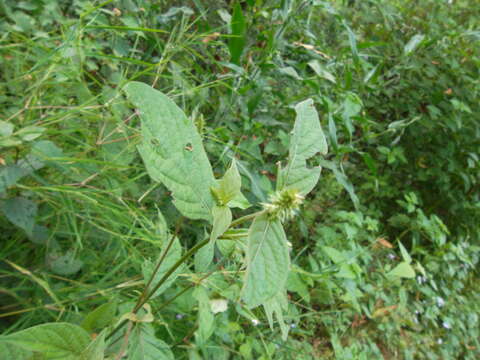 Image of Chaff-flower